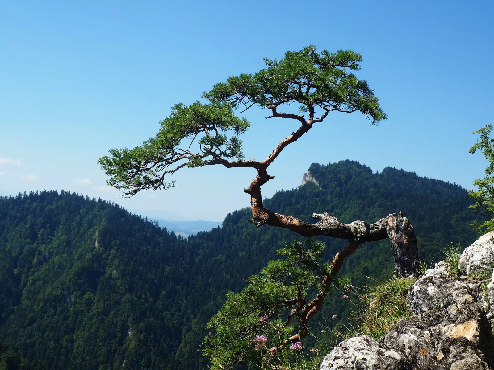Pieniny — panorama
